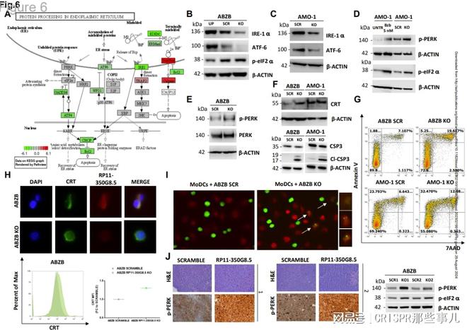 CRISPR篩選技術(shù)在多發(fā)性骨髓瘤治療靶點(diǎn)研究中的作用(圖7)