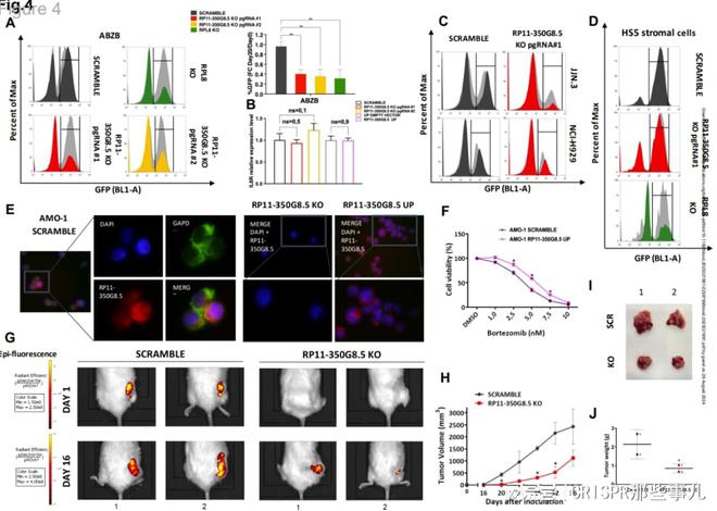 CRISPR篩選技術(shù)在多發(fā)性骨髓瘤治療靶點(diǎn)研究中的作用(圖5)