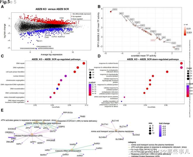 CRISPR篩選技術(shù)在多發(fā)性骨髓瘤治療靶點(diǎn)研究中的作用(圖6)