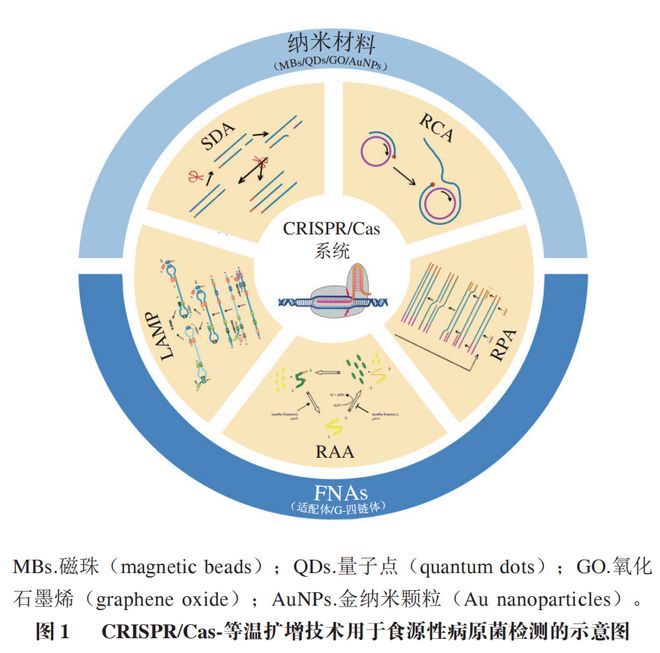 《食品科學》：東北農(nóng)業(yè)大學張微副研究員等：CRISPRCas-等溫擴增技術在食源性病原菌檢測中的研究進展(圖2)