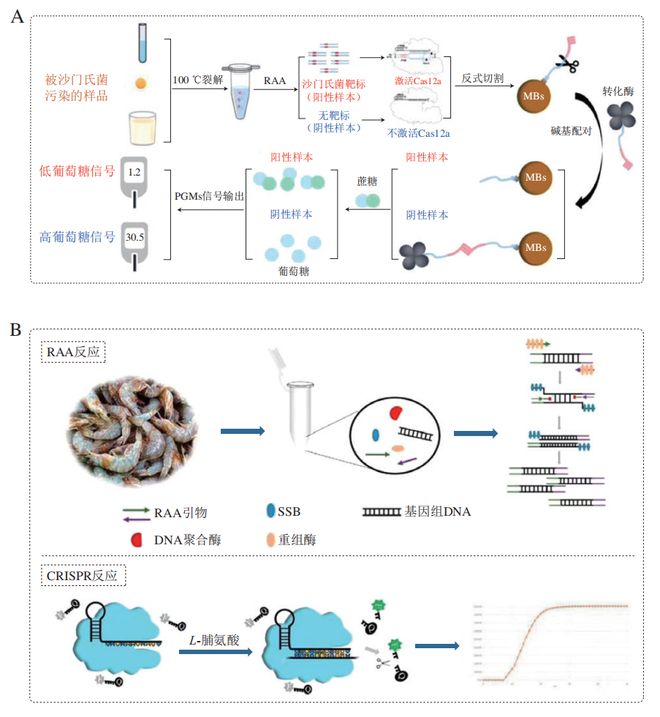 《食品科學》：東北農(nóng)業(yè)大學張微副研究員等：CRISPRCas-等溫擴增技術在食源性病原菌檢測中的研究進展(圖5)