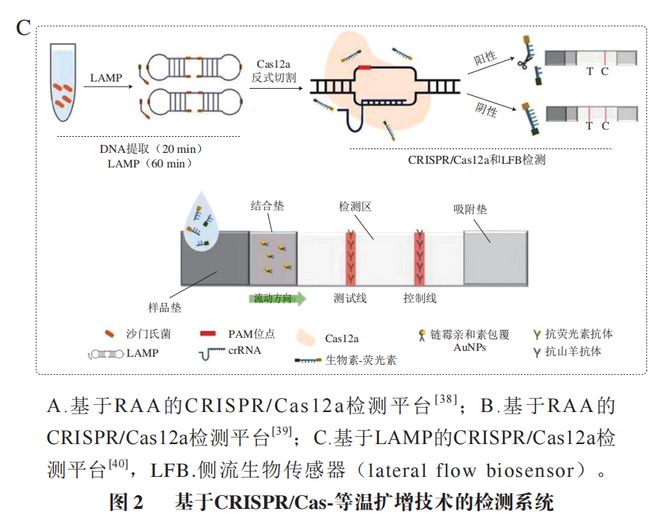《食品科學》：東北農(nóng)業(yè)大學張微副研究員等：CRISPRCas-等溫擴增技術在食源性病原菌檢測中的研究進展(圖6)