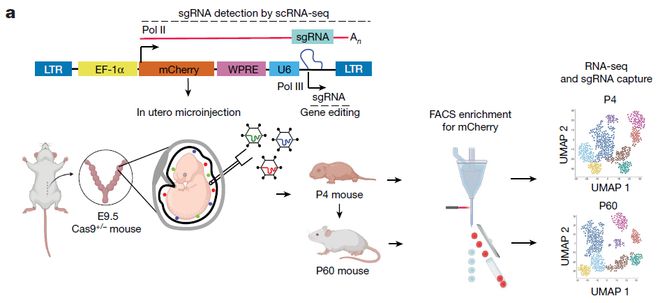 Nature丨體內(nèi)單細(xì)胞CRISPR技術(shù)揭示腫瘤進(jìn)化過程中不同的TNF程序(圖2)