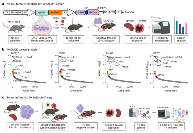 Nature子刊：陳斯迪葉露鵬團隊利用體內AAV-睡美人CRISPR篩選技術發(fā)現(xiàn)NK細胞癌癥免疫治療新靶點(圖2)