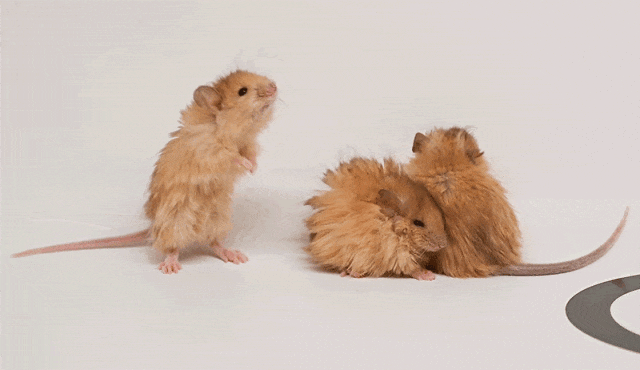 世界首次！喬治·丘奇團(tuán)隊(duì)“復(fù)活”已滅絕一萬(wàn)多年的“冰原狼”計(jì)劃2028年復(fù)活猛犸象(圖5)