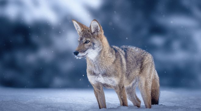 世界首次！喬治·丘奇團(tuán)隊(duì)“復(fù)活”已滅絕一萬(wàn)多年的“冰原狼”計(jì)劃2028年復(fù)活猛犸象(圖9)