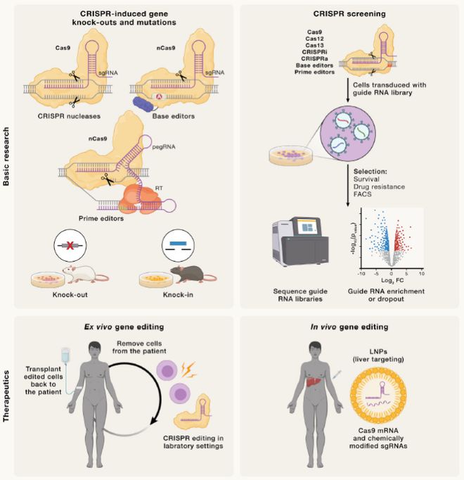 Cell｜CRISPR基因編輯技術(shù)的過去、現(xiàn)在和未來(圖6)