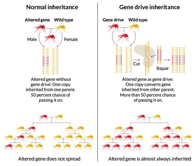 CRISPR技術(shù)及其應(yīng)用CBInsights深度解析(圖8)