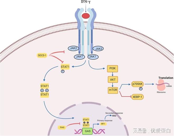 γ-干擾素：免疫系統(tǒng)的信使與指揮官(圖1)